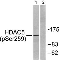 HDAC5/9 (phospho Ser259/220) Polyclonal Antibody