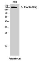 HDAC6 (phospho Ser22) Polyclonal Antibody