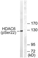 HDAC6 (phospho Ser22) Polyclonal Antibody