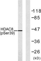 HDAC8 (phospho Ser39) Polyclonal Antibody