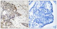 Histone H2A (phospho Thr121) Polyclonal Antibody