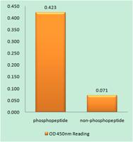 SGK1 (phospho Ser78) Polyclonal Antibody