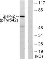SH-PTP2 (phospho Tyr542) Polyclonal Antibody