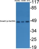 Smad3 (phospho Ser204) Polyclonal Antibody