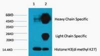 Histone H3 (Di Methyl Lys27) Monoclonal Antibody(3B12)