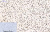 Histone H3 (Tri Methyl Lys79) Monoclonal Antibody(3G3)