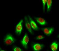 Histone H3 (Acetyl Lys27) Polyclonal Antibody