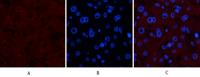 Collagen IV mouse Monoclonal Antibody(8E5)