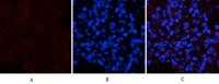 Collagen IV mouse Monoclonal Antibody(8E5)