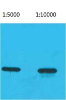 ECFP-Tag Monoclonal Antibody(8F6)