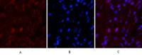 Caspase 9 Monoclonal Antibody(3-20)