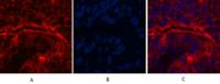 CD15 Monoclonal Antibody(Q89)