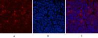 CD68 Monoclonal Antibody(6F3)