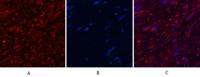 Aquaporin 4 Monoclonal Antibody(4H1)