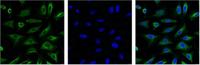 Aquaporin 4 Monoclonal Antibody(4H1)