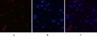 CHOP mouse Monoclonal Antibody(2B1)