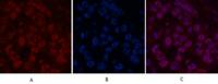 Histone H2B Monoclonal Antibody(Mix)