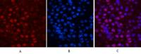 Histone H2B Monoclonal Antibody(Mix)