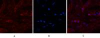alpha Lactalbumin Monoclonal Antibody(9E9)