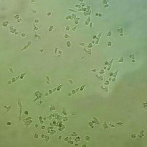 C41（DE3）