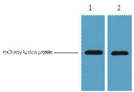 mCherry-Tag Monoclonal Antibody(6B3)