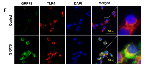 TLR4 Polyclonal Antibody