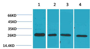 SLUG Polyclonal Antibody