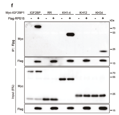 Myc-Tag Polyclonal Antibody