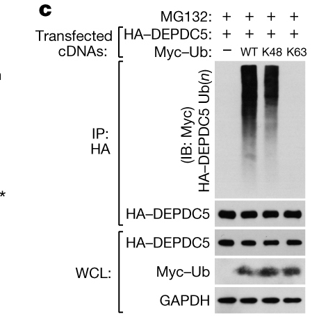 Myc-Tag Polyclonal Antibody