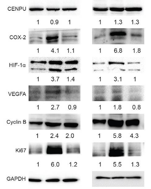 GAPDH Polyclonal Antibody