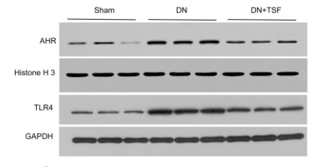 GAPDH Polyclonal Antibody