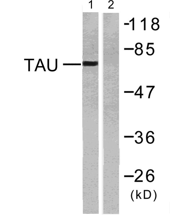Tau Polyclonal Antibody