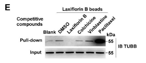 Tubulin β Polyclonal Antibody