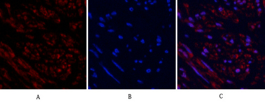 Tubulin β Polyclonal Antibody