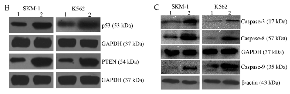 Caspase-8 Polyclonal Antibody