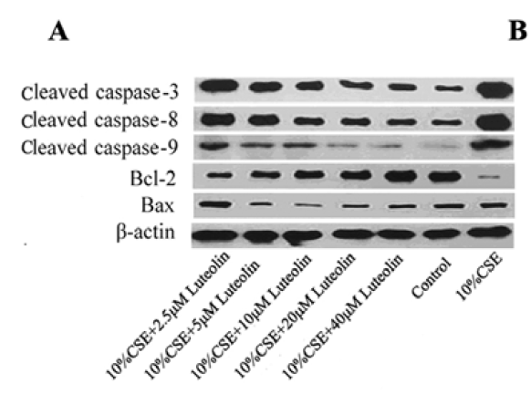 Caspase-8 Polyclonal Antibody