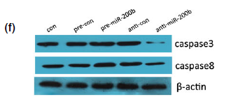 Caspase-8 Polyclonal Antibody