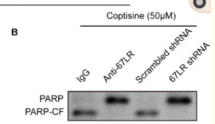PARP-1 Polyclonal Antibody