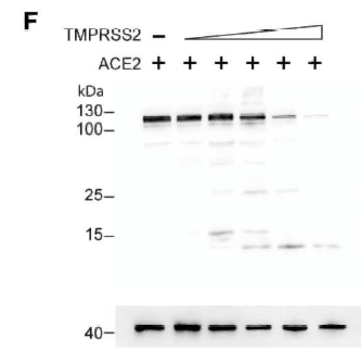 V5-Tag Monoclonal Antibody(3C8)
