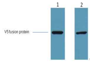V5-Tag Monoclonal Antibody(3C8)
