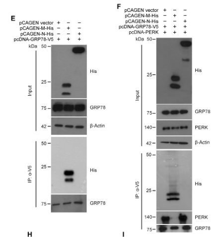 V5-Tag Monoclonal Antibody(3C8)