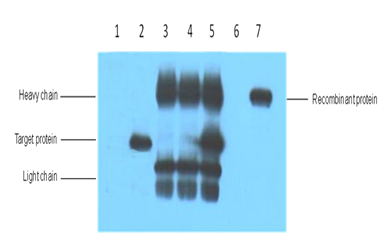 V5-Tag Monoclonal Antibody(3C8)