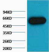 α-tubulin Monoclonal Antibody