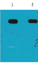 MBP-Tag Polyclonal Antibody