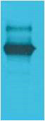LexA DNA Binding Region Polyclonal Antibody