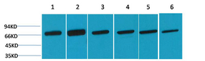 HSC 70 Polyclonal Antibody