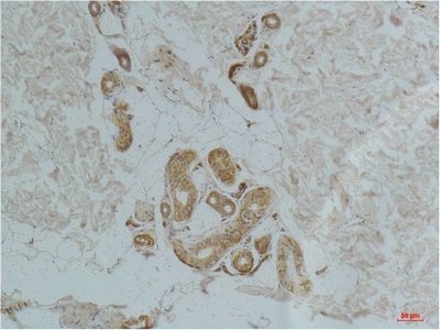 Ghrelin Receptor Polyclonal Antibody