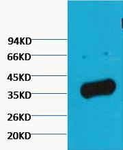 GAPDH Polyclonal Antibody