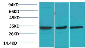 CACNG3 Polyclonal Antibody