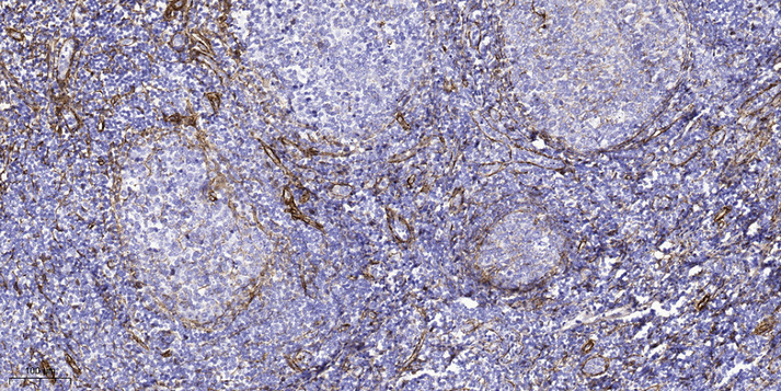 ATG4c Rabbit Polyclonal Antibody